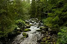 Torrent dans une dense forêt d'épicéa