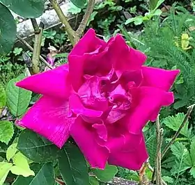 Image illustrative de l’article Noëlla Nabonnand