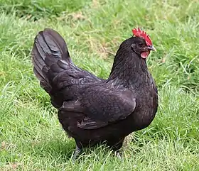 Une poule Poule de Janzé.