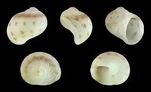 Notocochlis venustula