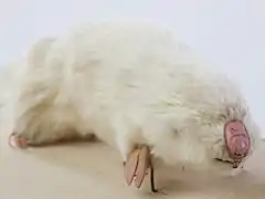 Taupe-marsupiale du SudNotoryctes typhlopsNotoryctidae