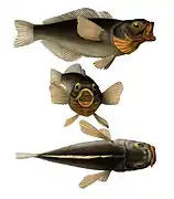 Notothenia sp. vu sous différents angles.