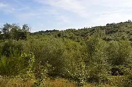 Nouveau plan d'arbre planté dans la forêt communale - Lann Bourgeol.