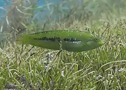 Un labre des herbiers Novaculoides macrolepidotus en phase initiale