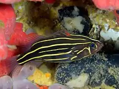 Grammistes sexlineatus