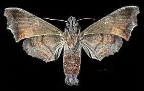 Revers de la femelle (coll.MHNT)