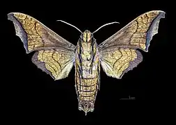 Revers du mâle(coll. MHNT)