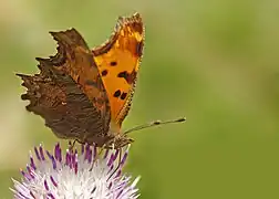 Polygonia egea