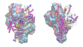 Image illustrative de l’article Alpha-Cétoglutarate déshydrogénase
