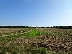 Photographie en couleurs d'un paysage de grands champs agricoles avec une forêt au lointain.