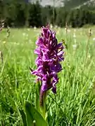 Dactylorhize de mai (Dactylorhiza majalis)