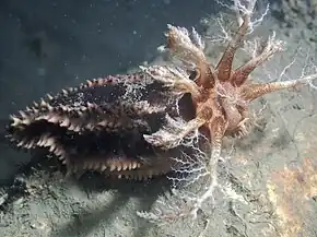 Lèche-doigts de Plancus (Ocnus planci)