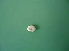 Face interne (espèce européenne)