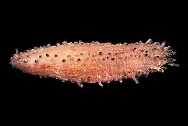 Ohshimella ehrenbergii.