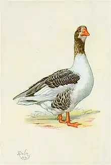 Dessin d'une oie pie-cendré à bec et pattes orange