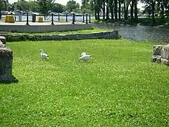 On rencontre parfois ces oies à Montréal, ici près de la marina de Lachine.