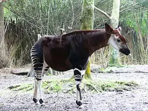 Okapi.