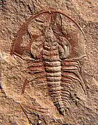 Olenellus chiefensis.