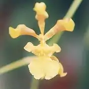 Oncidium croesus