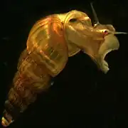 Oncomelania hupensis (Pomatiopsidae).