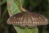 Papilio castor femelle, vue dorsale