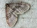 Operophtera brumata  (Linnaeus, 1758)