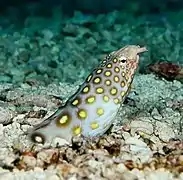 Ophichthus polyophthalmus