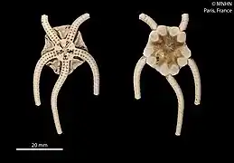 Ophiernus adspersus annectens.