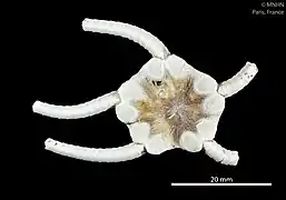 Ophiernus seminudus.