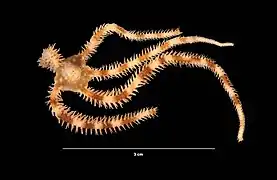 Ophiocomella pumila.