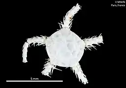 Ophiocten centobi (MNHN)