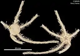 Ophiolimna antarctica