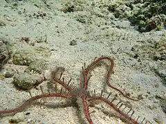 Ophiomastix annulosa