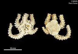 Ophiomitra granifera (MNHN).