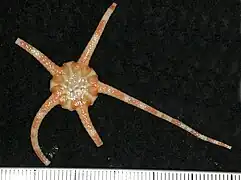 Ophiomusa australe (Ophiomusaidae).