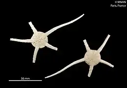 Ophiomusa faceta madecassia.