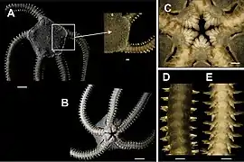 Ophiomyxa flaccida (détails)