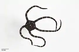 Ophiopeza cylindrica.