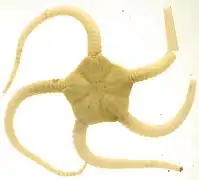 Ophiopleura borealis (ABMBS).