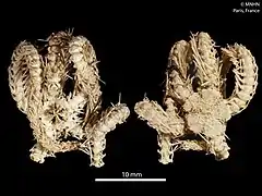 Ophioplinthaca manillae (MNHN).