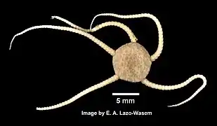 Ophioplinthus gelida (YPMNH)