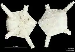 Ophioplinthus scissa (MNHN)