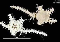 Ophiothamnus affinis