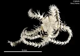 Ophiothamnus biocal, une Ophiothamnidae.