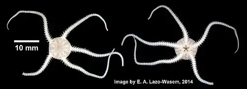 Ophiura robusta.