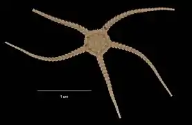 Ophiurolepis olstadi (USNM)