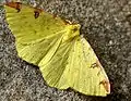 Opisthograptis luteolata  (Linnaeus, 1758)