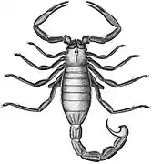 Reconstitution d’Opsieobuthus tungeri