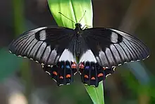 Papilio aegeus femelle, forme normal