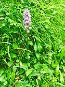 Orchis de Savoie(Dactylorhiza savogiensis), rare et de description récente.